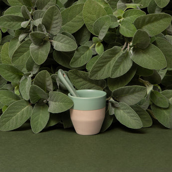 Pico Espresso Cup, Sage